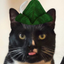CATWIFHAT