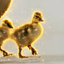 GOSLINGS