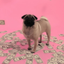 CASHDOG