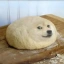 DOUGHE