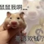 鼠鼠我啊