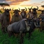 gnus