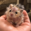 Bald Hamster