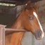 stable