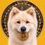Coin Icon