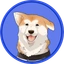 Hachi