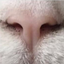 Tesla Cat
