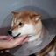 Kabosu