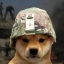 DOGWIFWAR