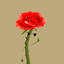Coin Icon