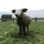 CATTLE