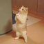 LOLCAT