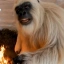 Yeti