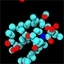 RAPAMYCIN