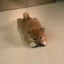 INU