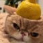 Lemonhead