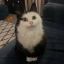 MAUMAU