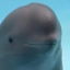 Smiling Dolphin