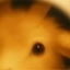 moongoat
