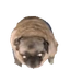 PUGDOG