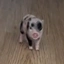 Petunia