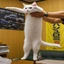 LONGCAT
