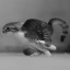 SPEED