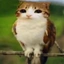 meowl