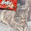 kitkat