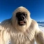 Yeti