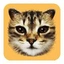 Coin Icon