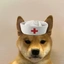dogtor
