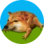 DROG