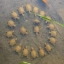 TurtleCult
