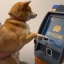 First Dog to Buy Crypto