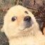 DOGE2