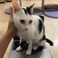 MEOW
