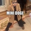 MINIDOGE