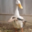 quaak