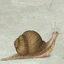 snail