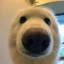 boopdog