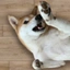 Achi