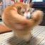 MACHO