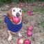 dog with apple in mouth