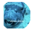 AHLELELE