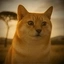 Catcheems