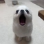 POPDOG