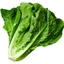 Lettuce