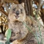 Quokka