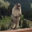 marmot